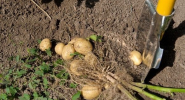 Načasování, kolik brambor vyroste a dozrává od výsadby po sklizeň?